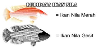Budidaya Ikan Nila